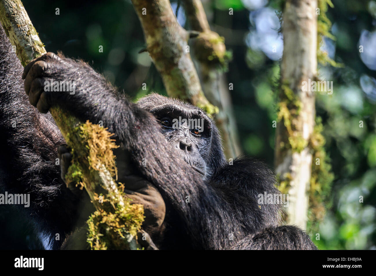 adult chimpanzee weight adult chimpanzee weight