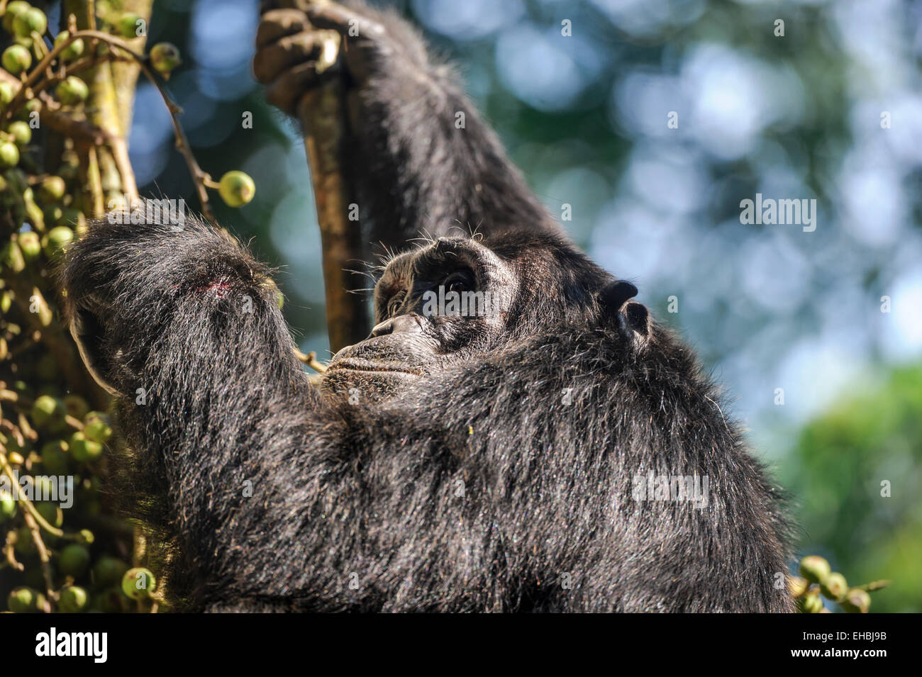 A wild but habituated young adult chimpanzee feeds on figs whilst holding on to a vine in Kibale Forest, Uganda. Stock Photo