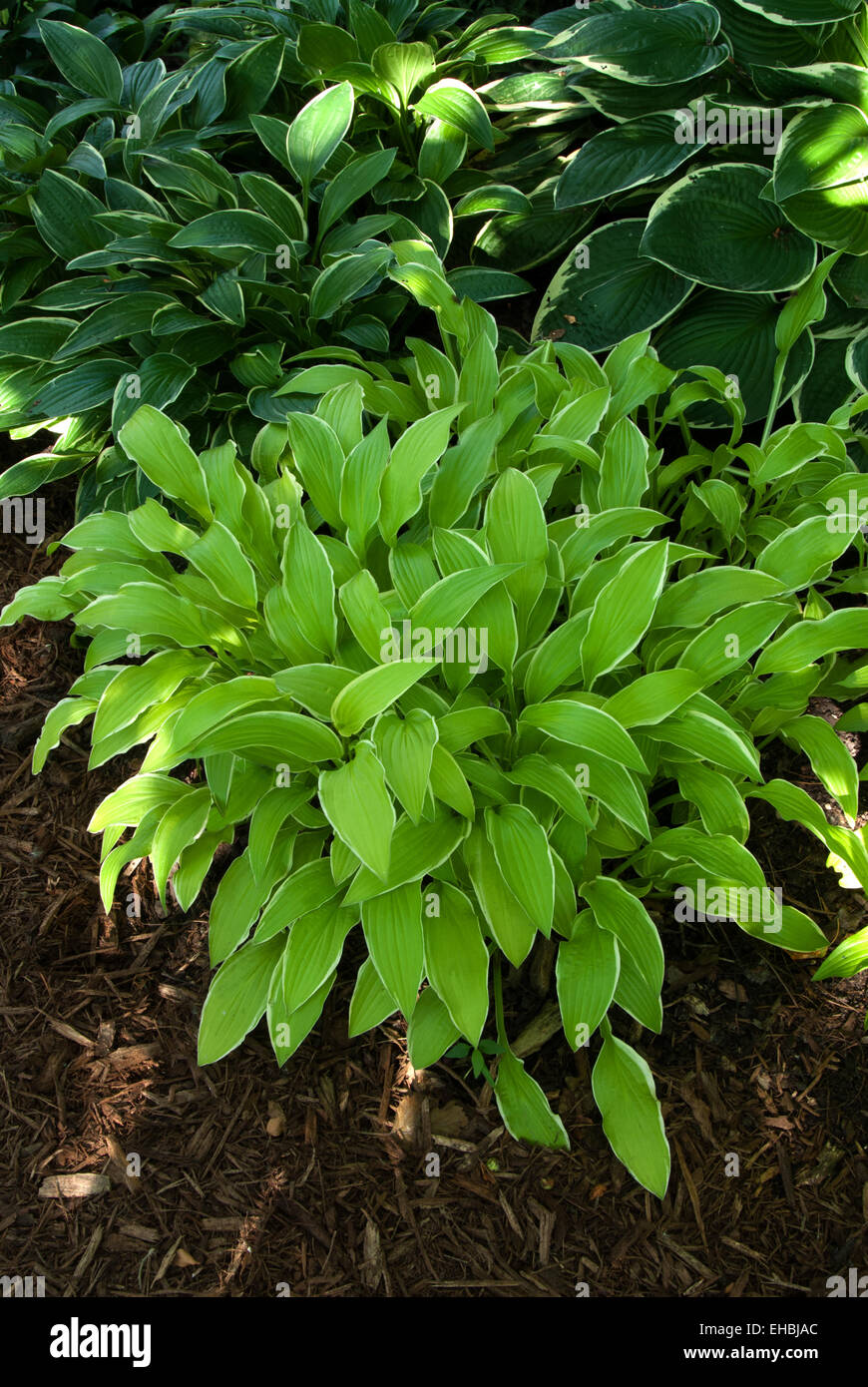 Hosta ANNE ARETT Stock Photo