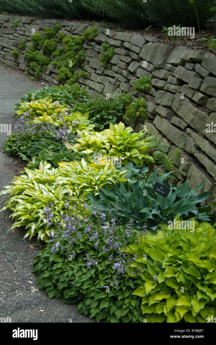 Hosta Hadspen Heron and others at stone wall Stock Photo