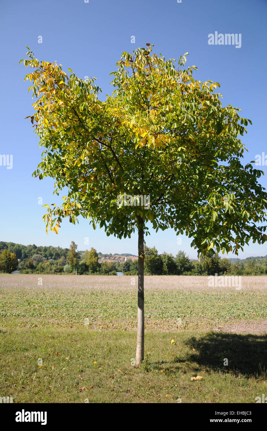 Walnut tree Stock Photo