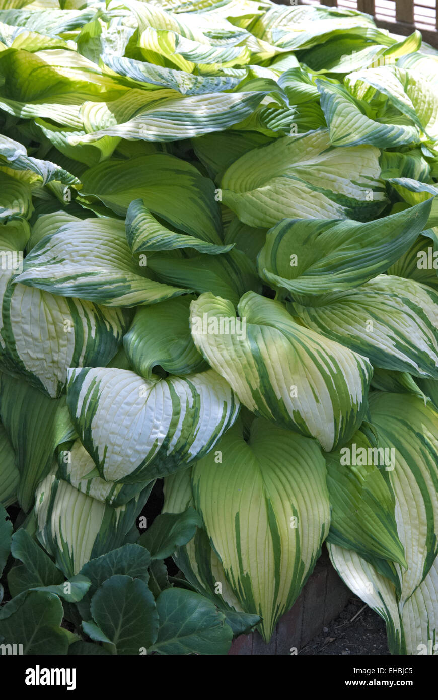 Hosta ON STAGE Stock Photo