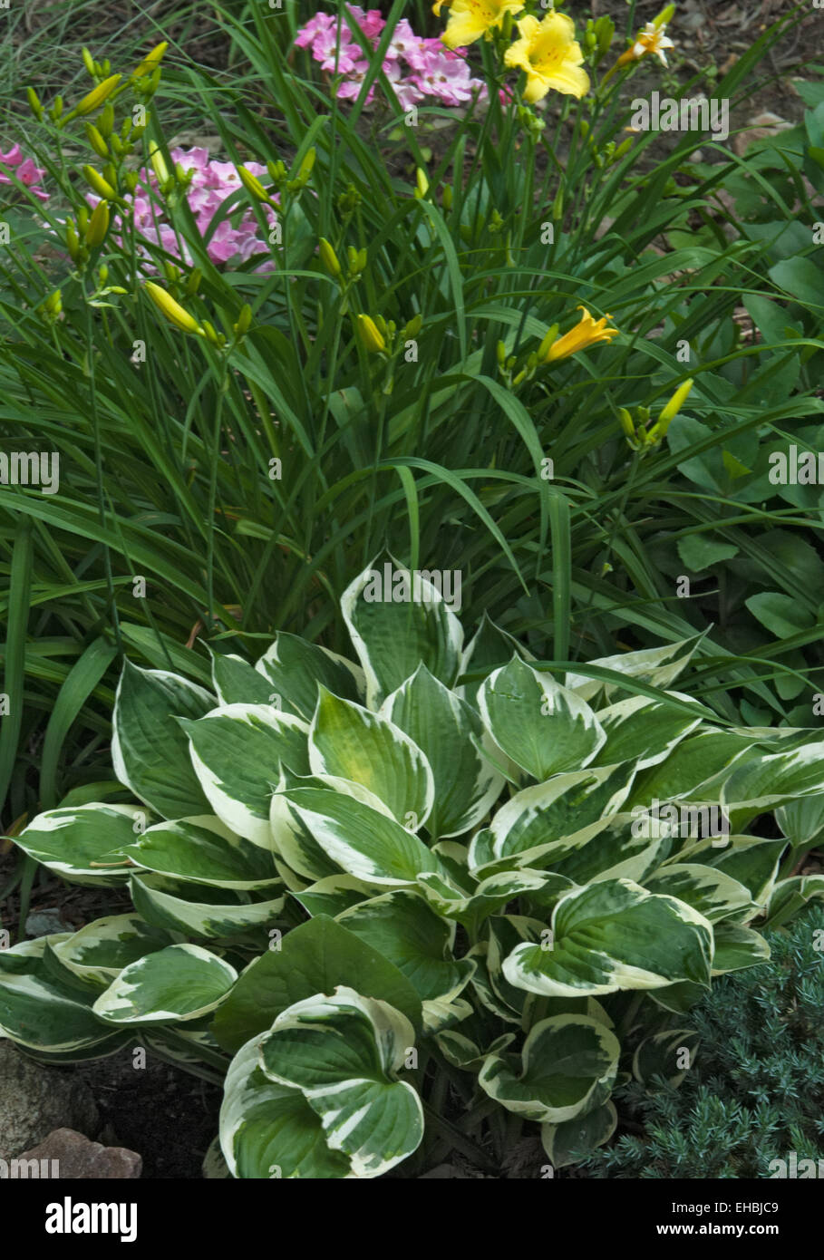 Hosta Patriot Stock Photo