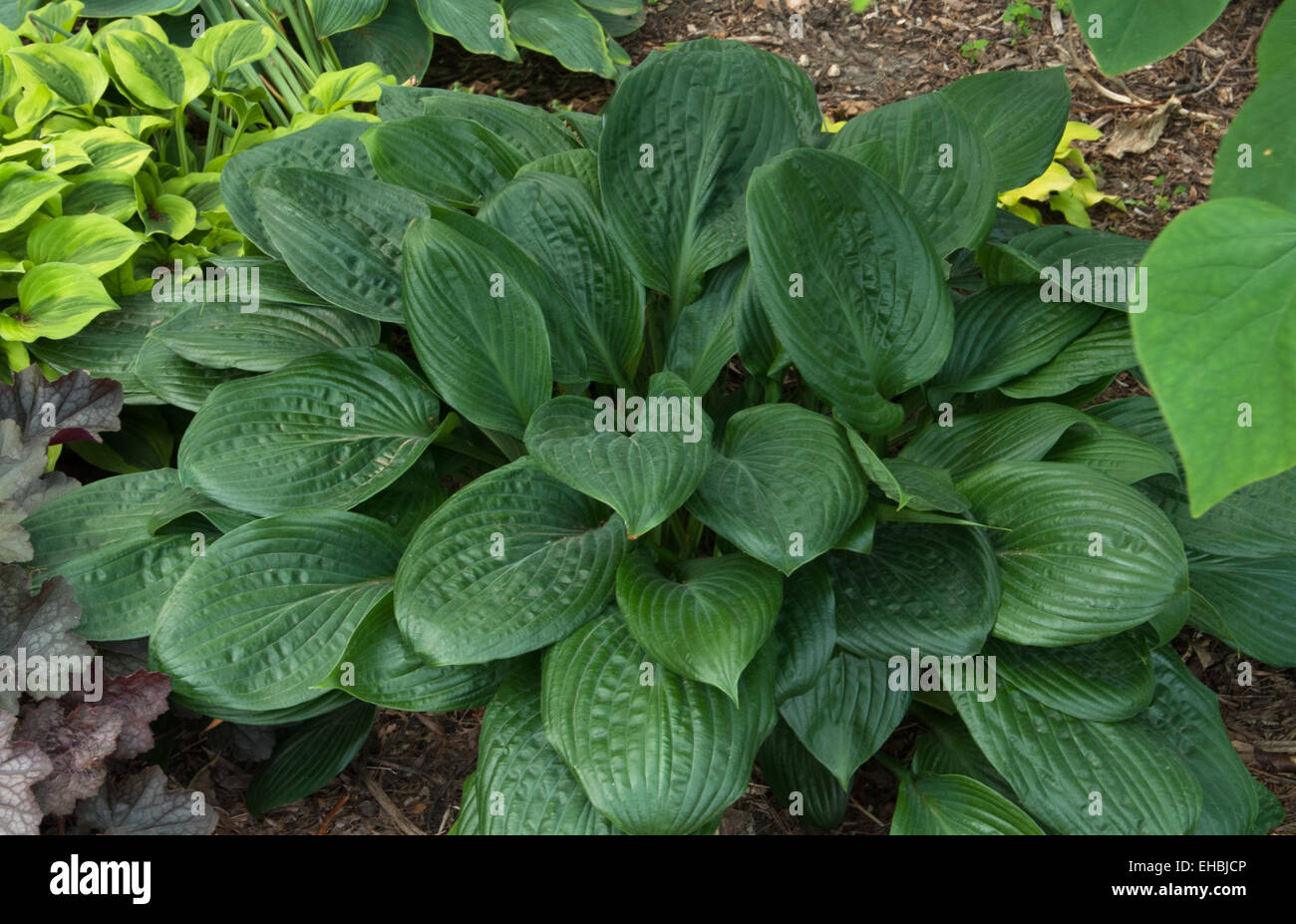 Hosta Potomac Pride Stock Photo