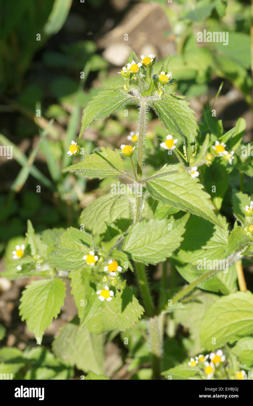 Gallant soldier Stock Photo Alamy