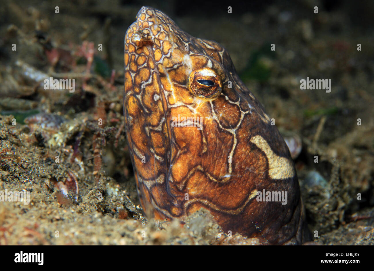 Clown Snake Eel Stock Photo - Alamy