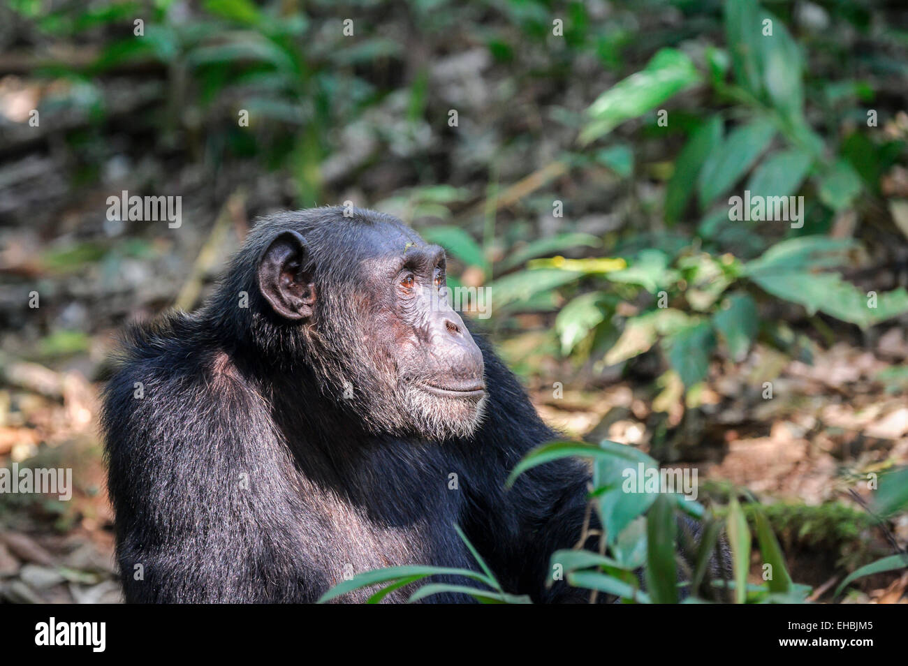 Adult male a chimpanzee (Pan troglodytes) sits in a clearing in Kibale Forest, Uganda. Horizontal format with copyspace. Stock Photo
