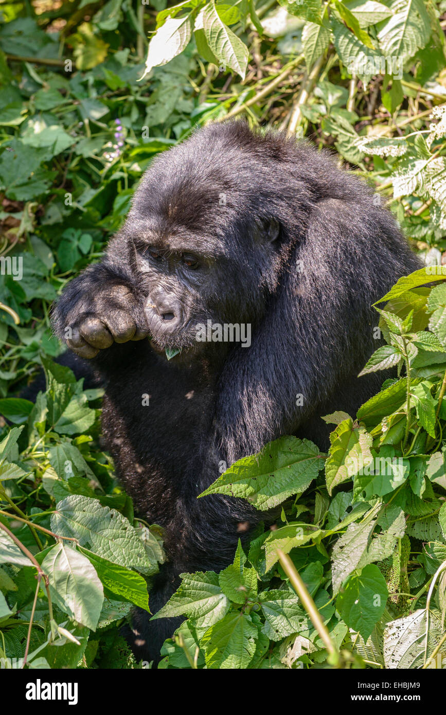 Adult a female mountain gorilla (G. beringei beringei) in dense vegetation in Bwindi Impenetrable Forest, Uganda. Stock Photo