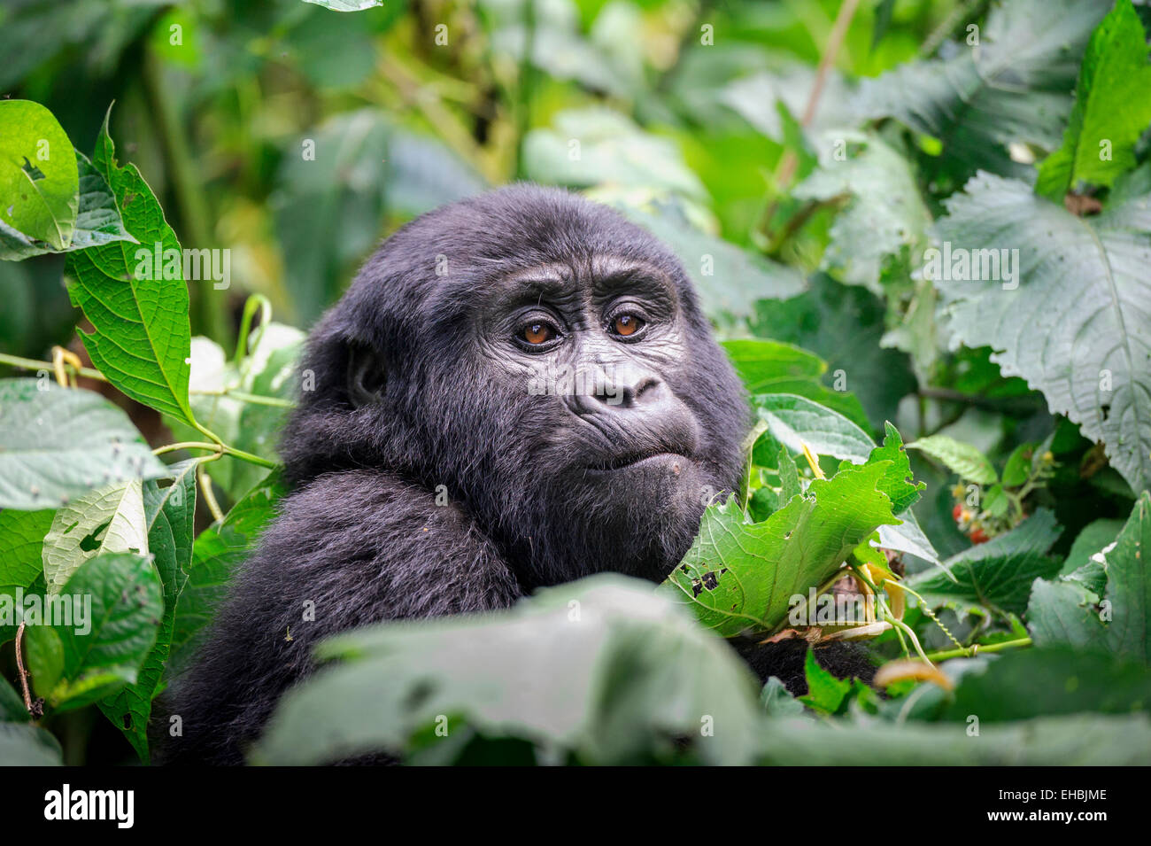 A wild but habituated juvenile mountain gorilla (G. beringei beringei) in dense vegetation, Bwindi Forest, Uganda. Stock Photo