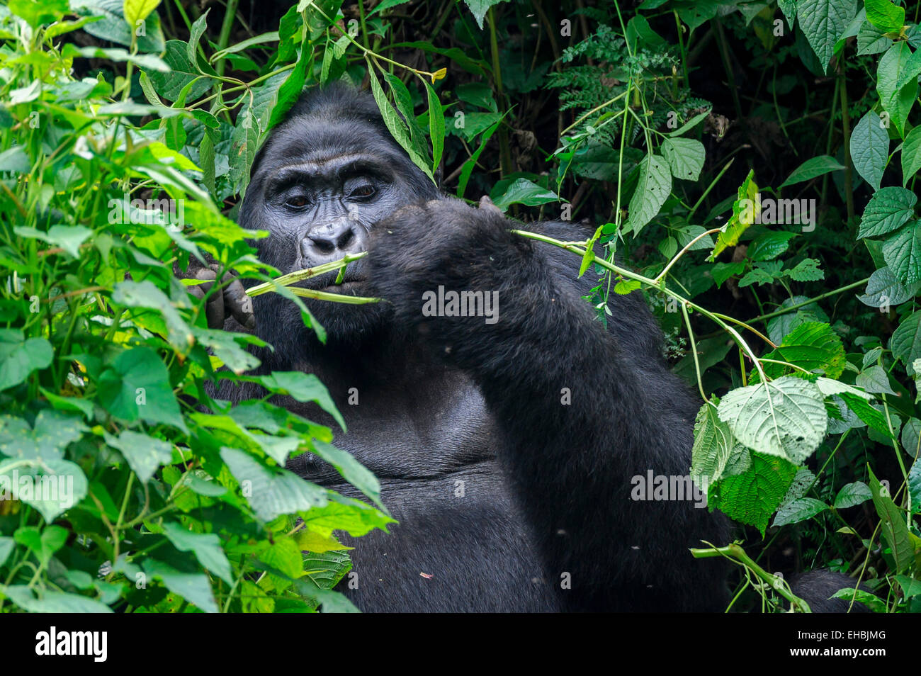 A blackback mountain gorilla (G. beringei beringei) munches on vegetation in Bwindi Impenetrable Forest, Uganda. Stock Photo