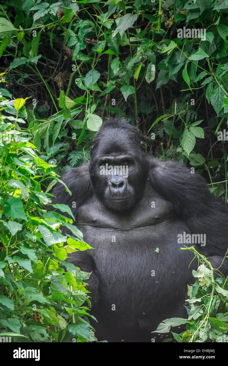 A blackback male mountain gorilla (G. beringei beringei) in dense vegetation, Bwindi Impenetrable Forest. Stock Photo