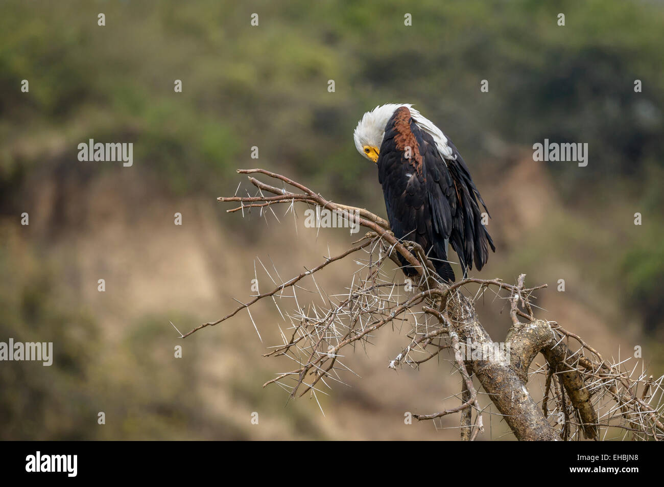 African fish (sea) eagle preening its wing plumage feathers on a bare acacia tree. Horizontal format with copyspace. Stock Photo