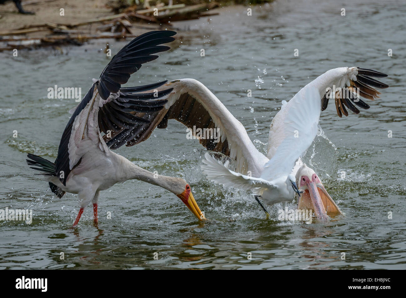 A yellow-billed stork, great egret and great white pelican feed on a shoal of small fish fry at the surface of Lake Edward. Stock Photo