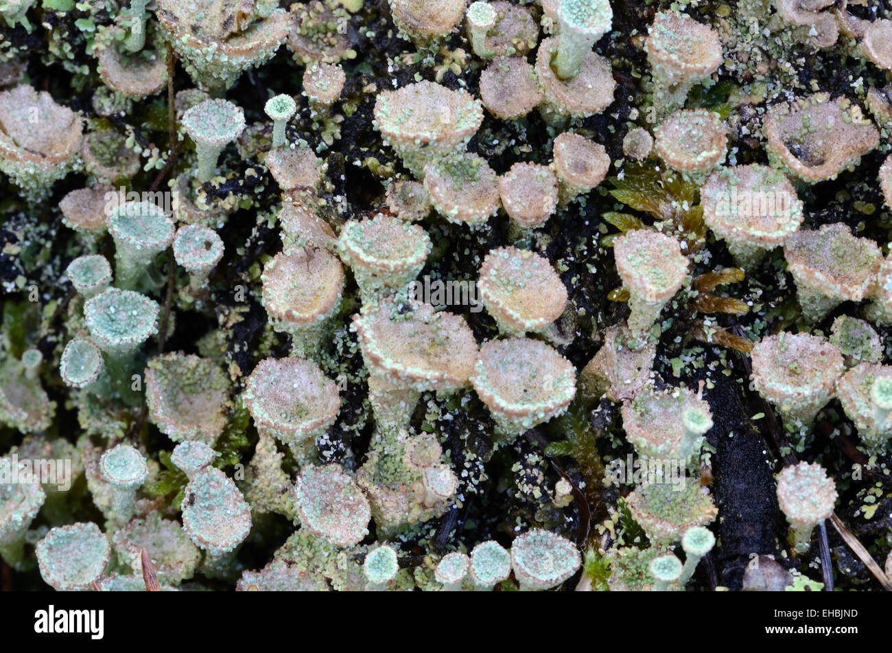 Cladonia fimbriata Lichen or Cladoniaceae Fungi known as Trumpet Cup Lichen, Cup Lichen, Pixie Cup Lichen or Mushroom Stock Photo