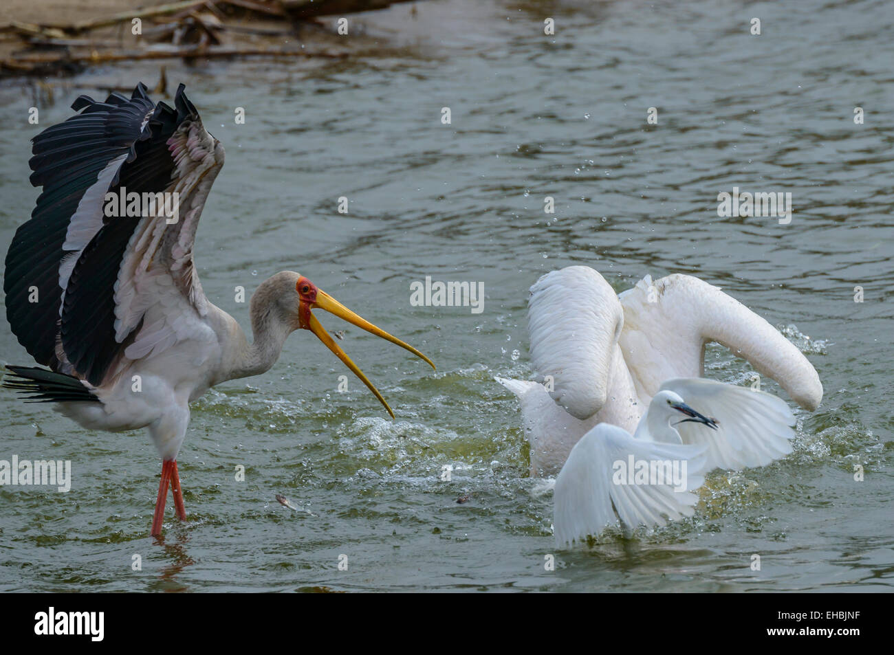 A yellow-billed stork, great egret and great white pelican feed on a shoal of small fish fry at the surface of Lake Edward. Stock Photo