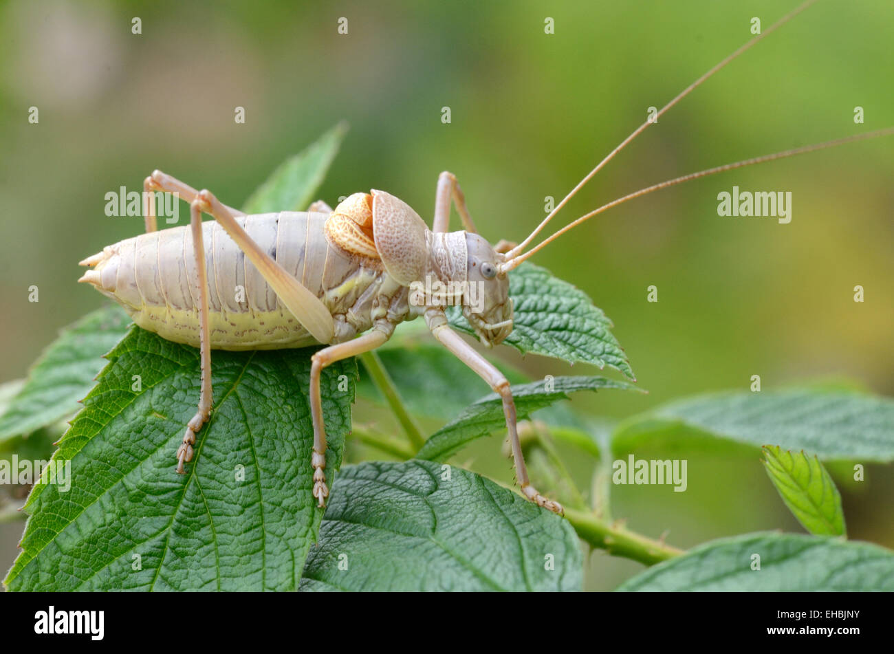 Saddle Back Or Saddleback Bush Cricket Ephippiger Ephippiger Stock Photo Alamy