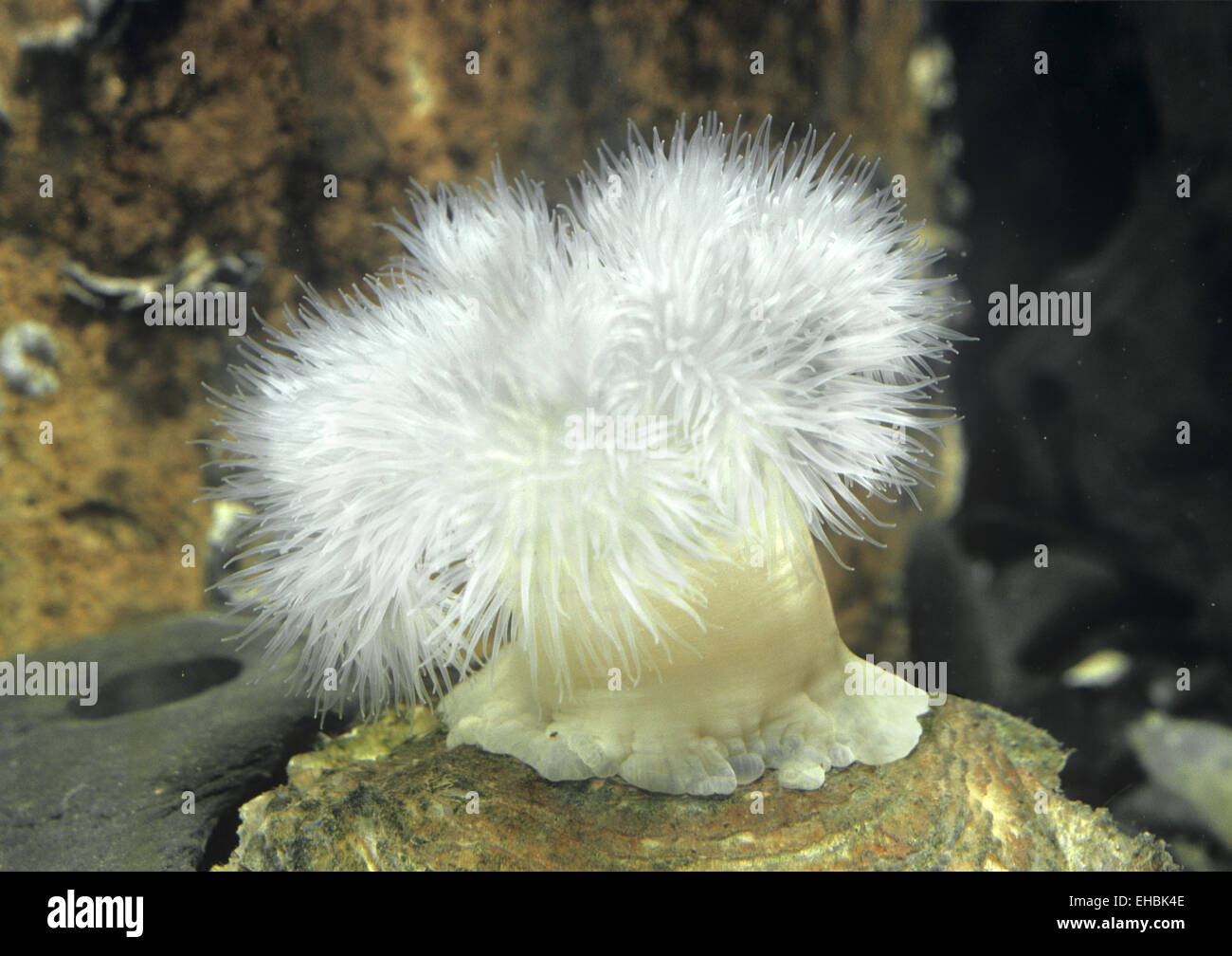 Plumose Anemone - mertridium senile Stock Photo