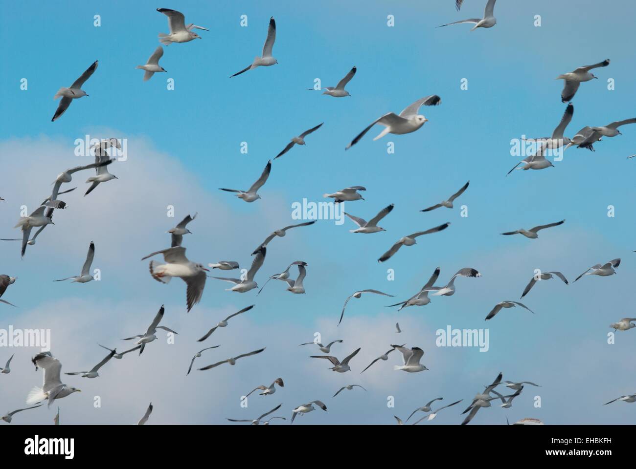 Flock of seagulls flying above the sea Stock Photo - Alamy