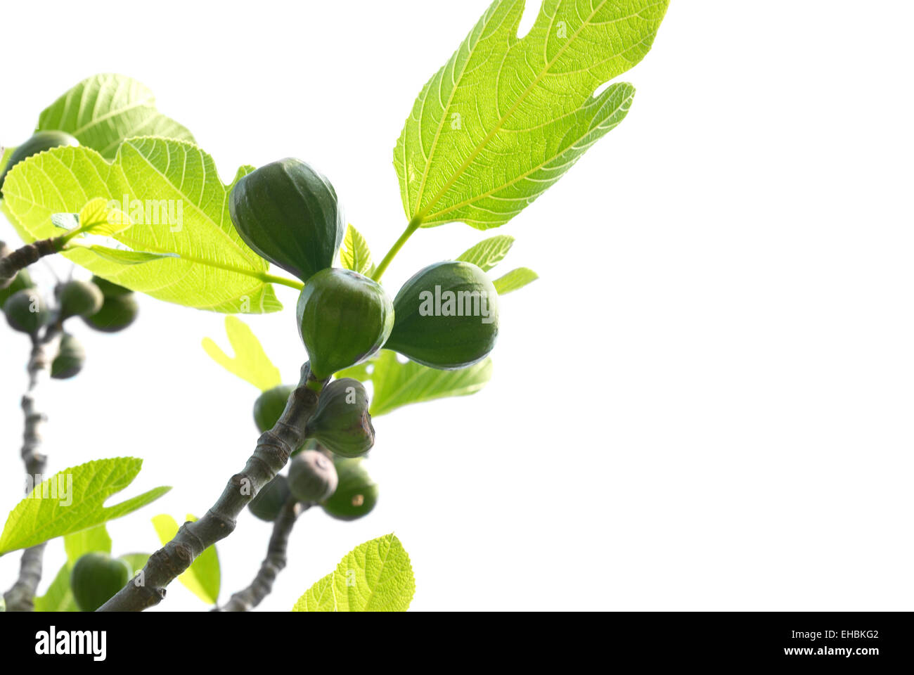 Figs with green leaves isolated on white Stock Photo