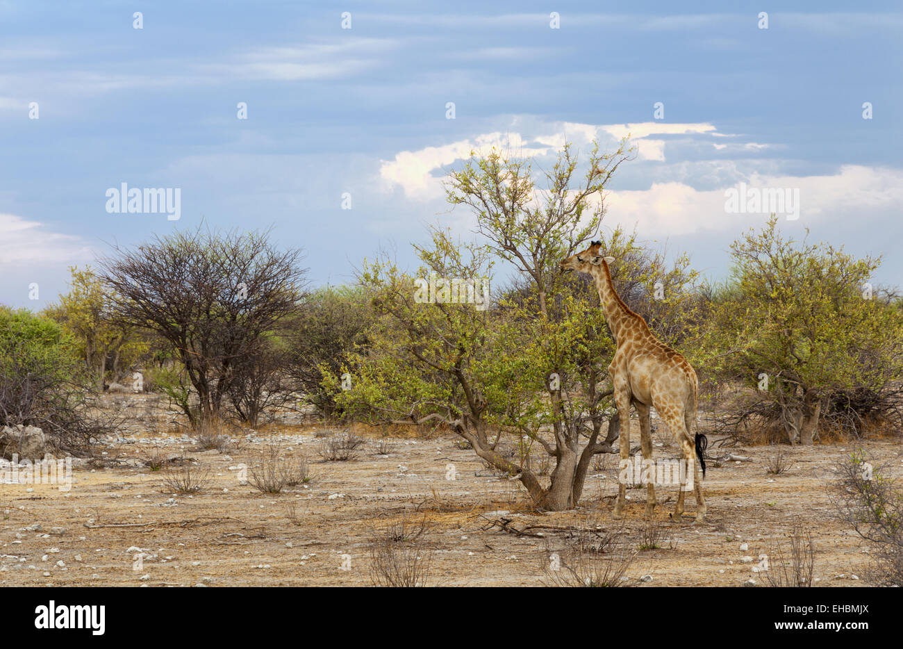 Giraffe - Giraffa camelopardalis Stock Photo