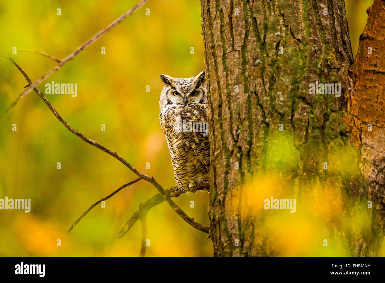 A Great horned owl perches in a stand of trees colored by autumn on the prairie east of High River, Alberta Stock Photo