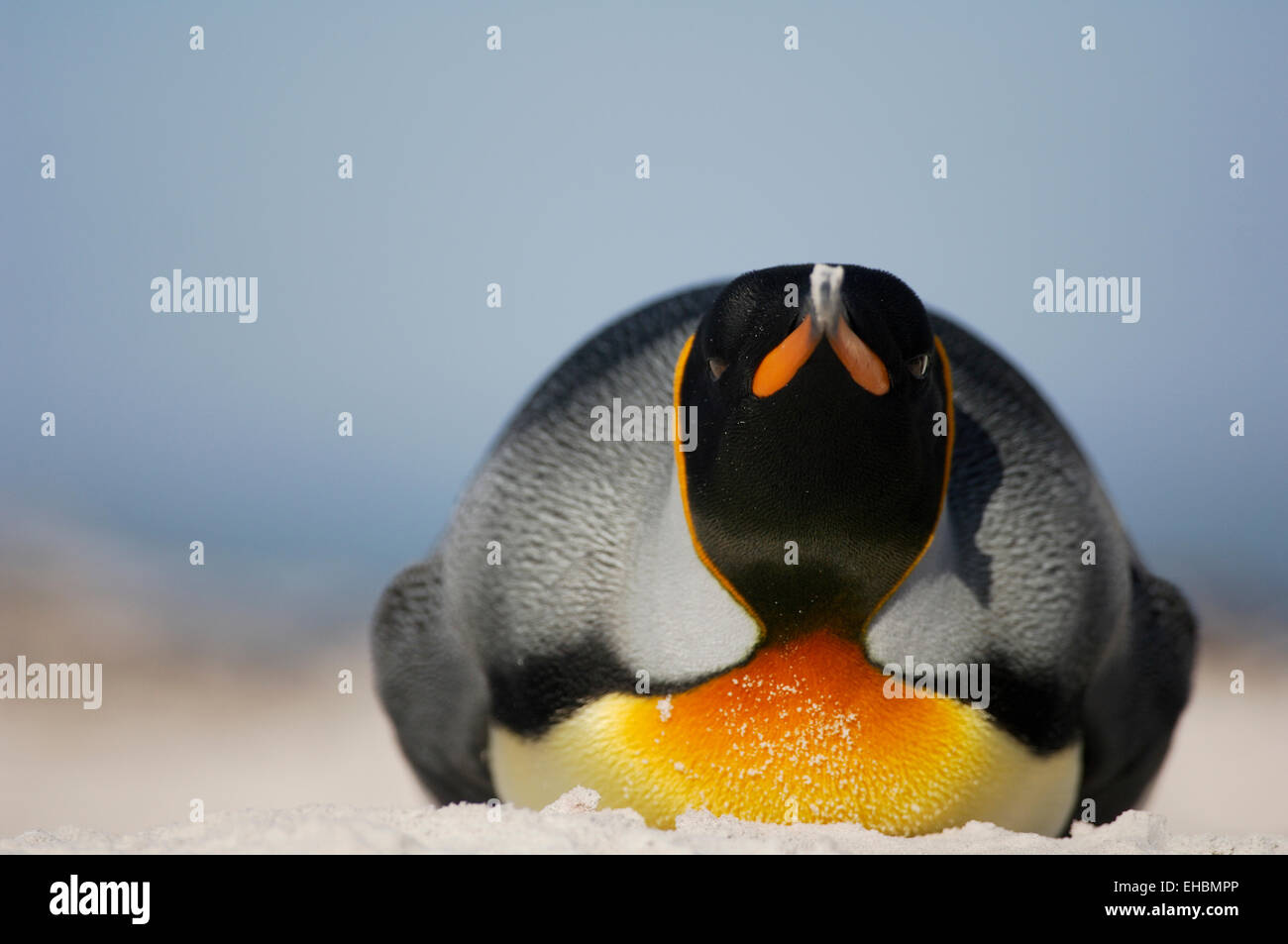 Der Königspinguin (Aptenodytes patagonicus) ist an seiner prachtvollen Färbung des Kopfes zu erkennen. Im Unterschied zu dem Kai Stock Photo