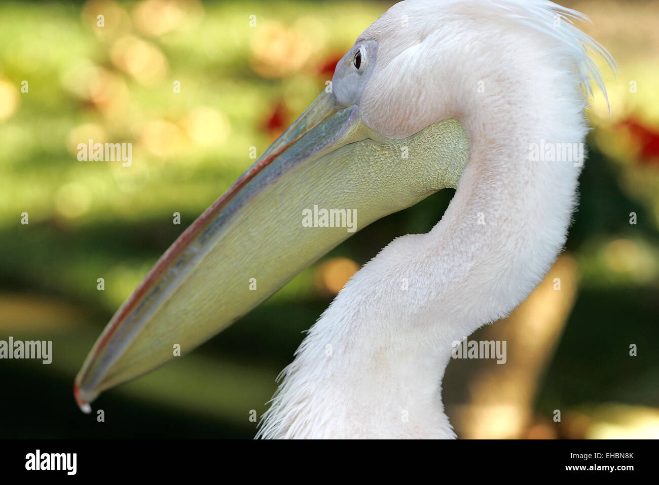 White Pelican Stock Photo