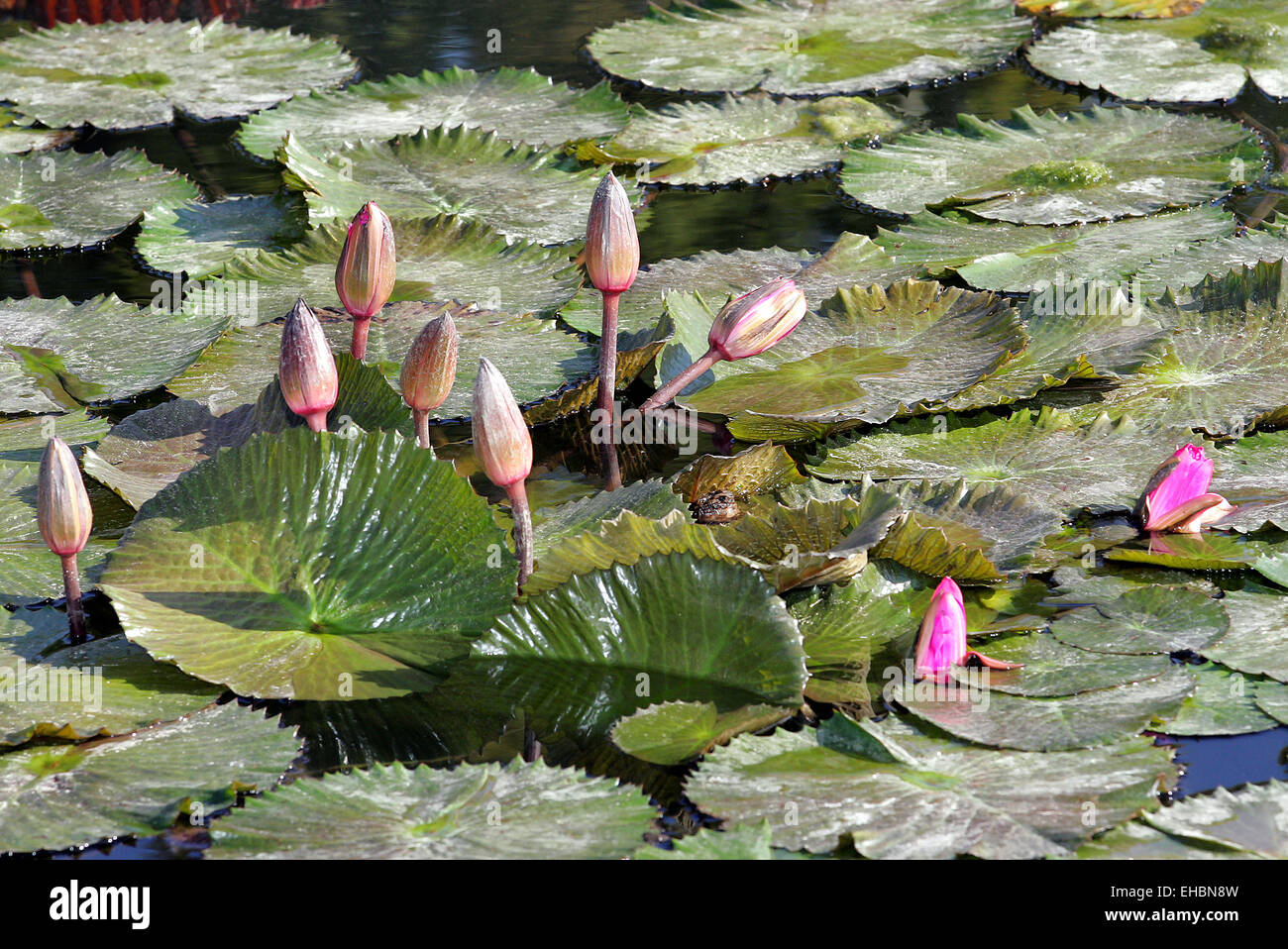 Water Lily Pond Stock Photo