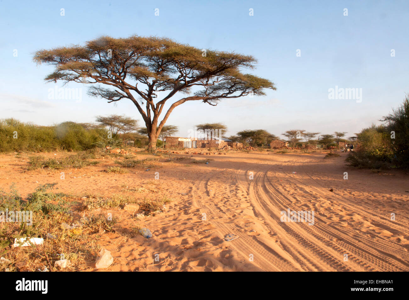 An acacia tree in Archer's Post, Kenya Stock Photo