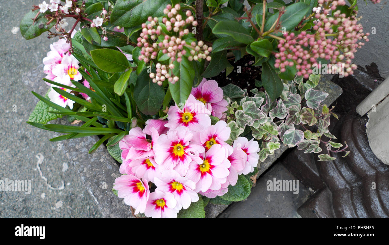 Polyanthus Primula pale pink Pacific Giant yellow centre Godrie's Dwarf skimmia japonica growing in garden container in winter spring UK  KATHY DEWITT Stock Photo