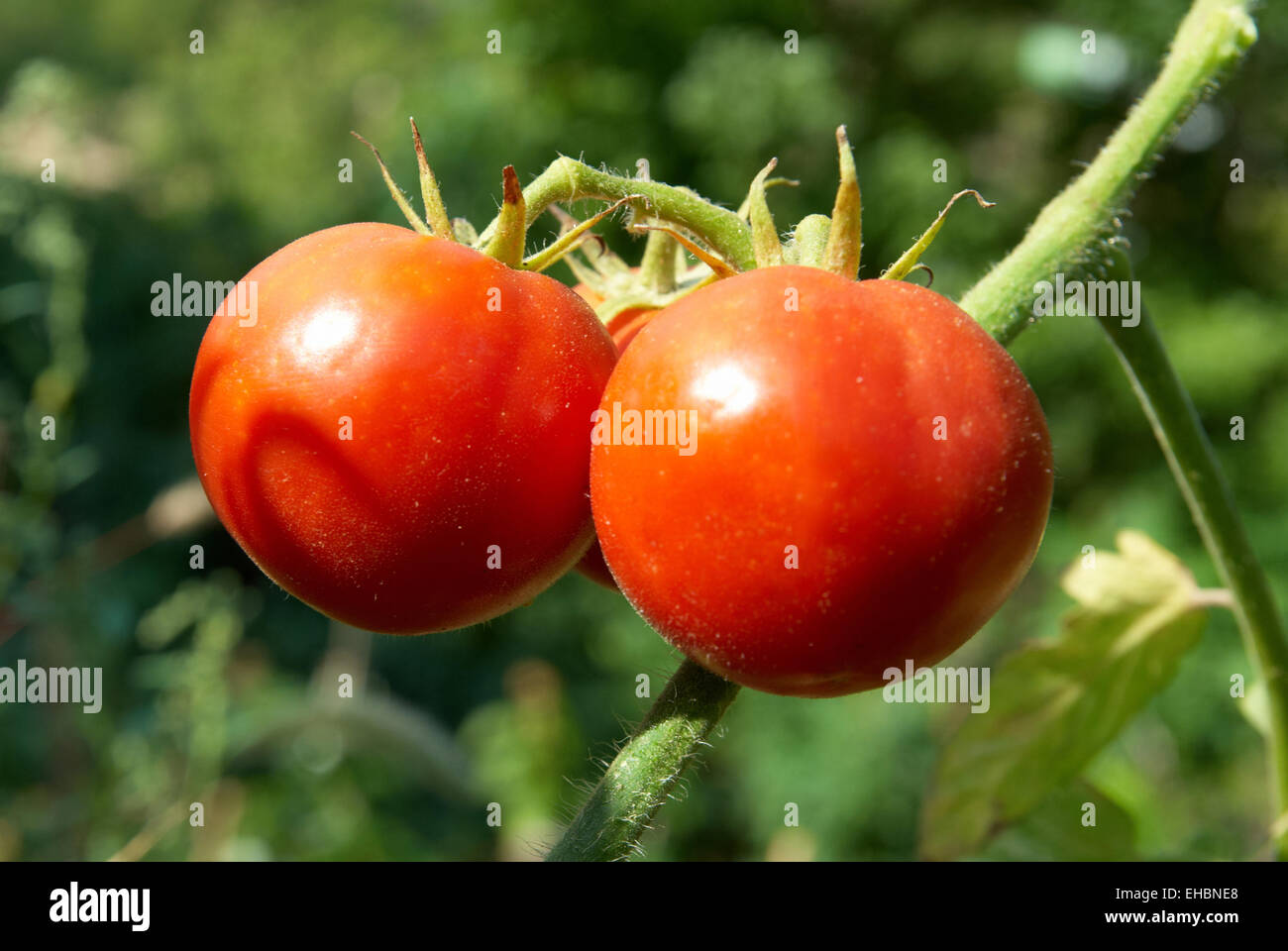 Red tomatoes with green leaves on the bush Stock Photo - Alamy
