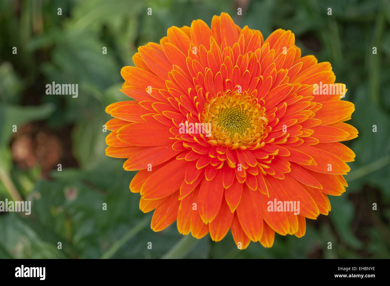 Barberton daisy houseplant hires stock photography and images Alamy