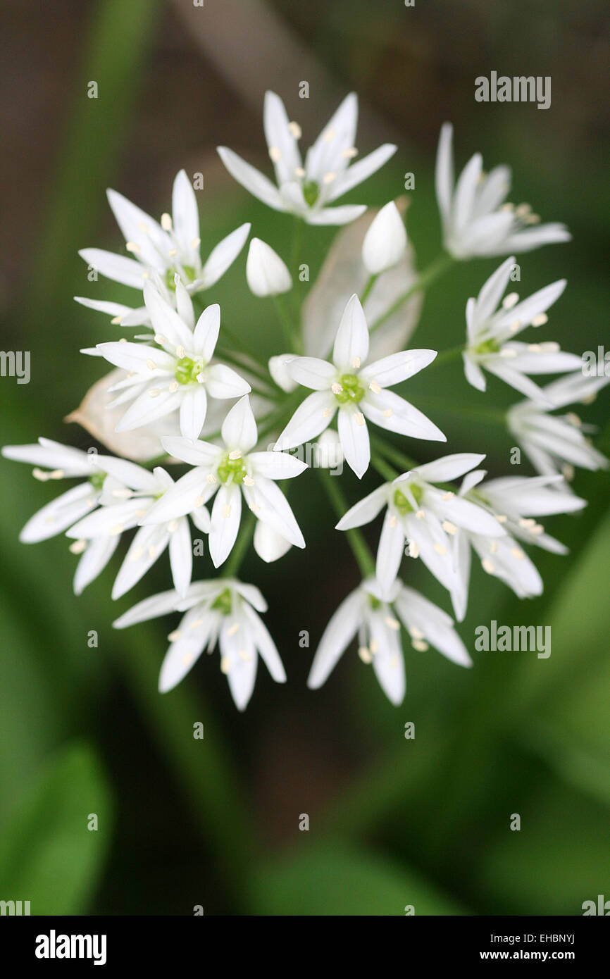 Wild garlic flowers Stock Photo Alamy