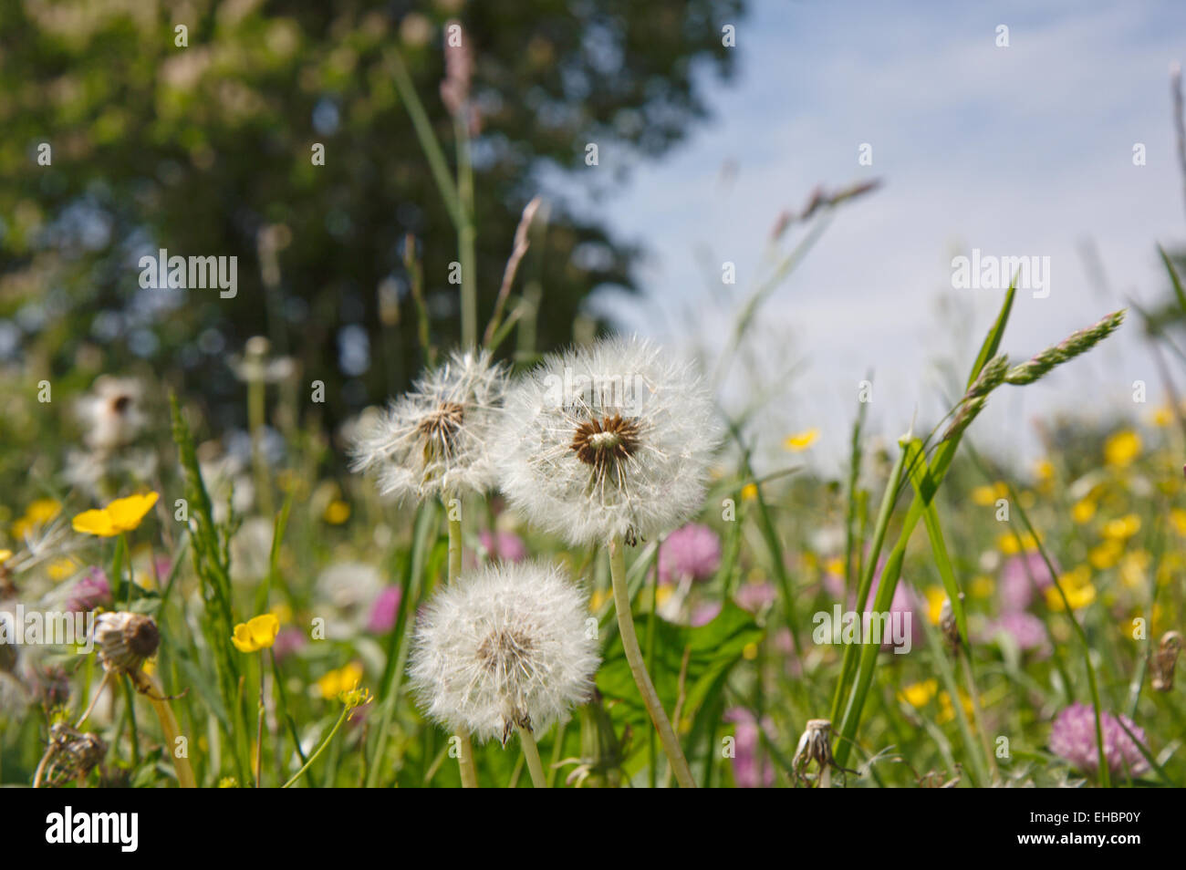 a meadow in spring Stock Photo - Alamy