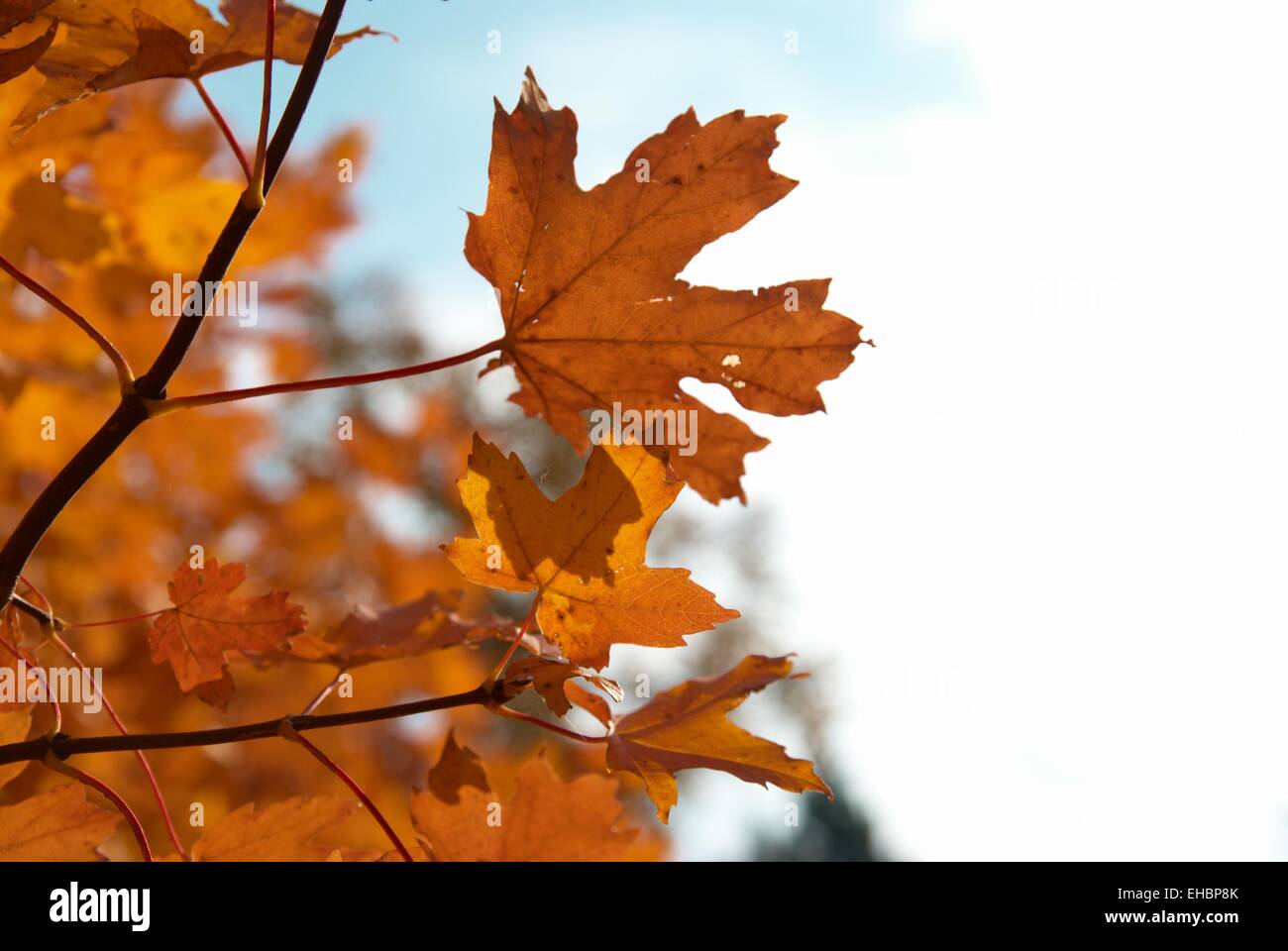 Autumn leaves with the blue sky background Stock Photo - Alamy