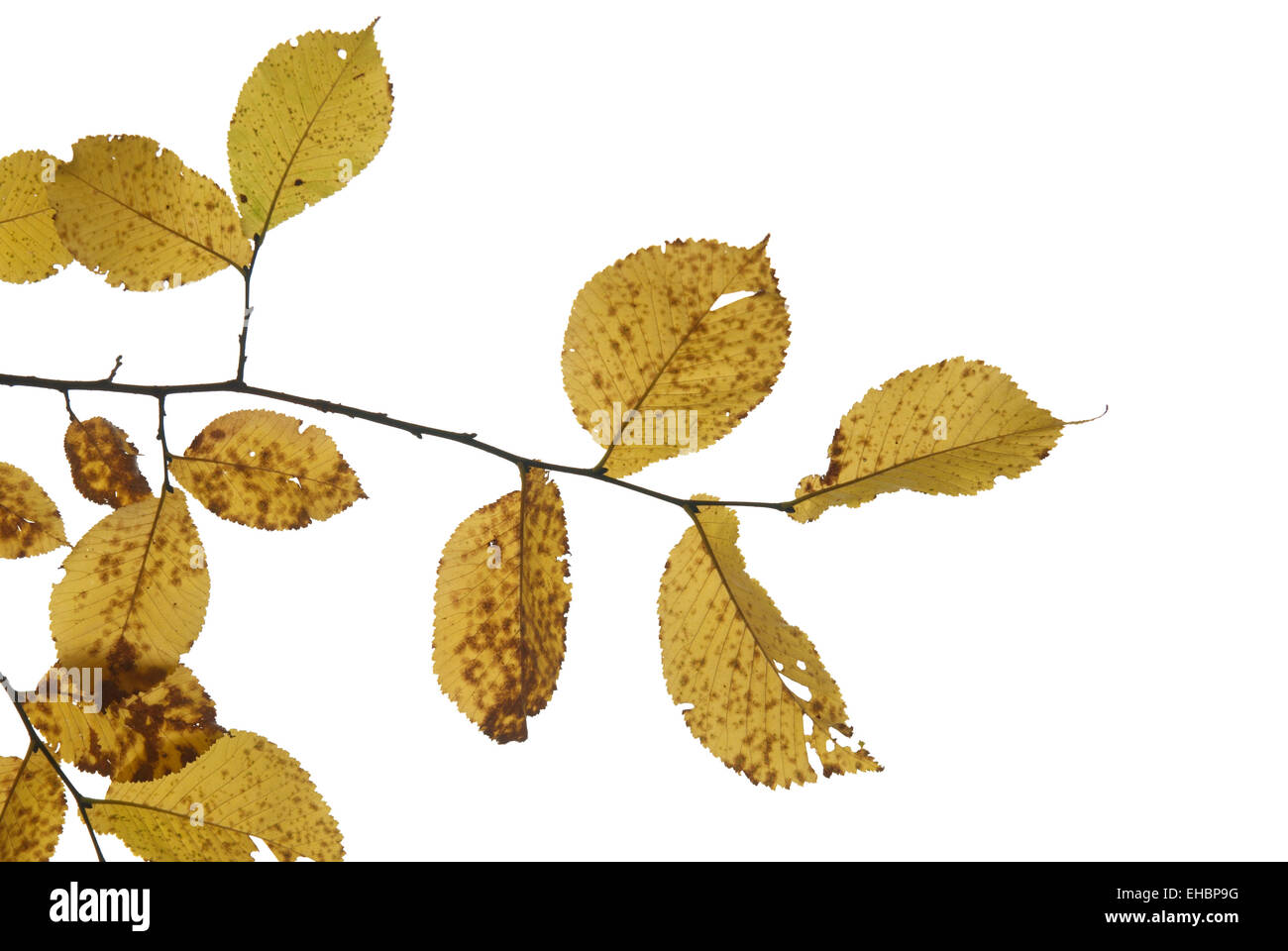 Autumn leaves isolated on the white background Stock Photo - Alamy