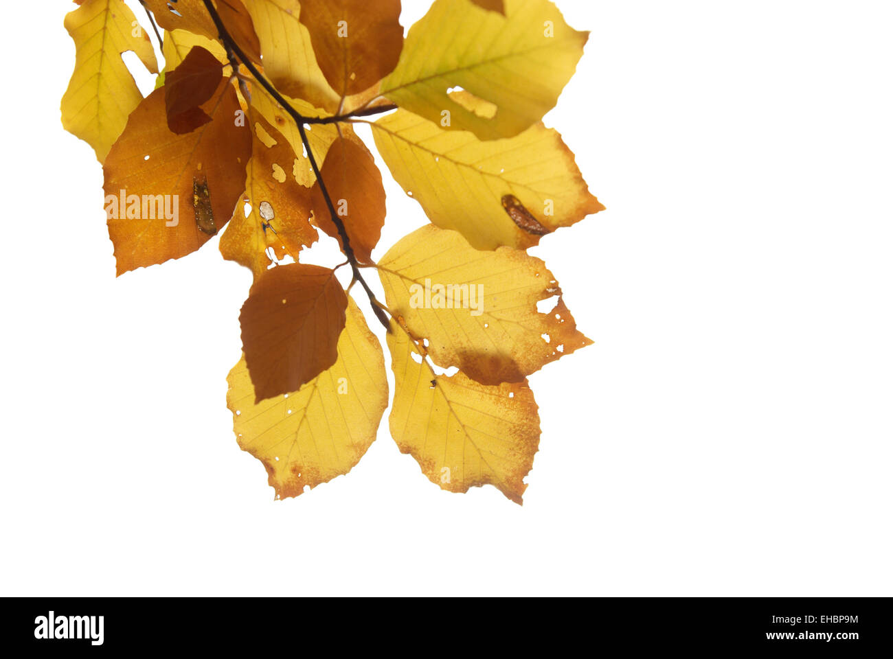 Autumn leaves isolated on the white background Stock Photo - Alamy