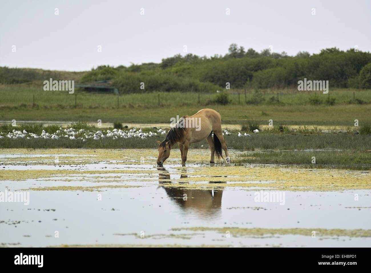 Henson horse hires stock photography and images Alamy