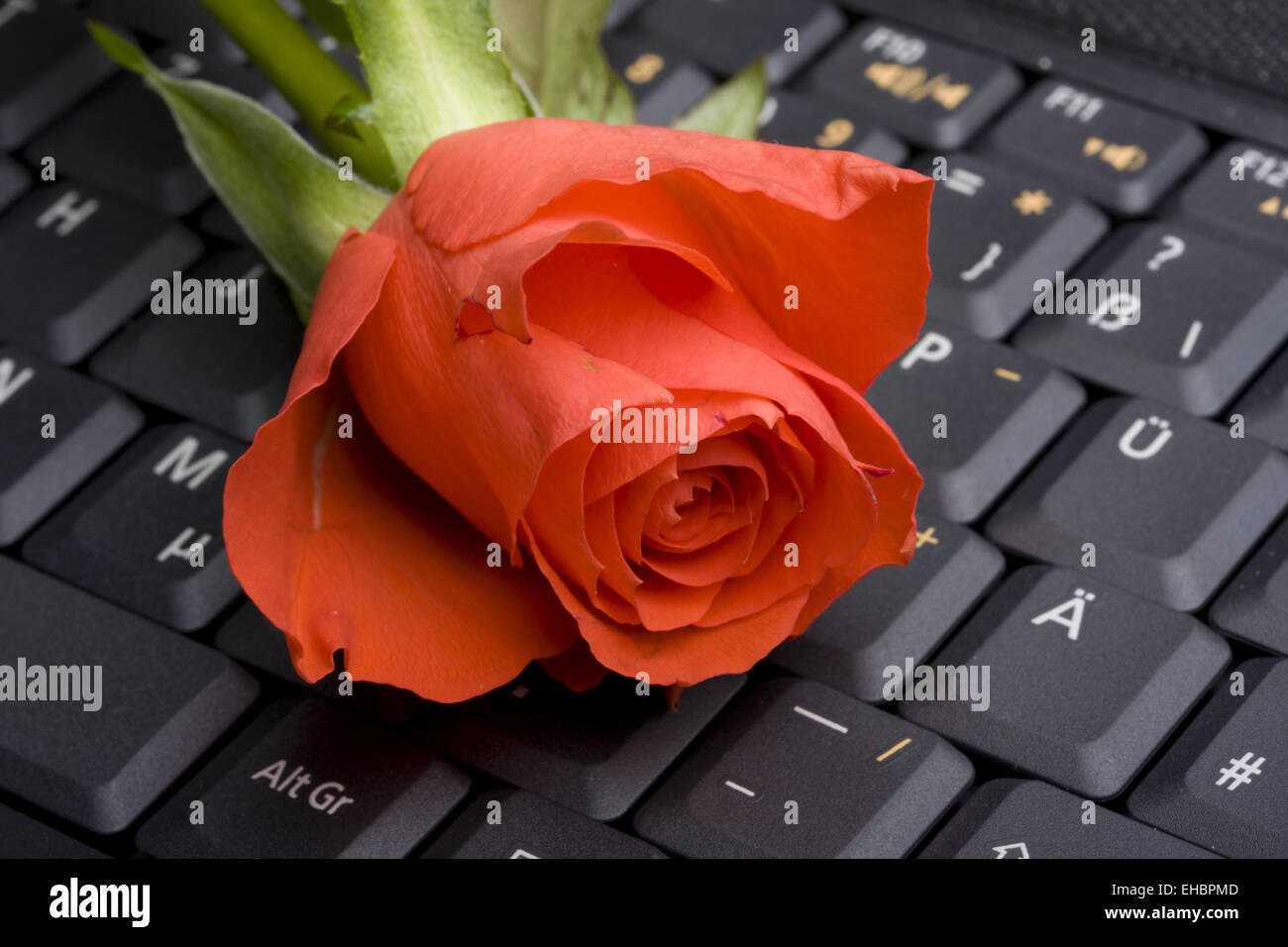 Red rose on laptop computer hi-res stock photography and images - Alamy