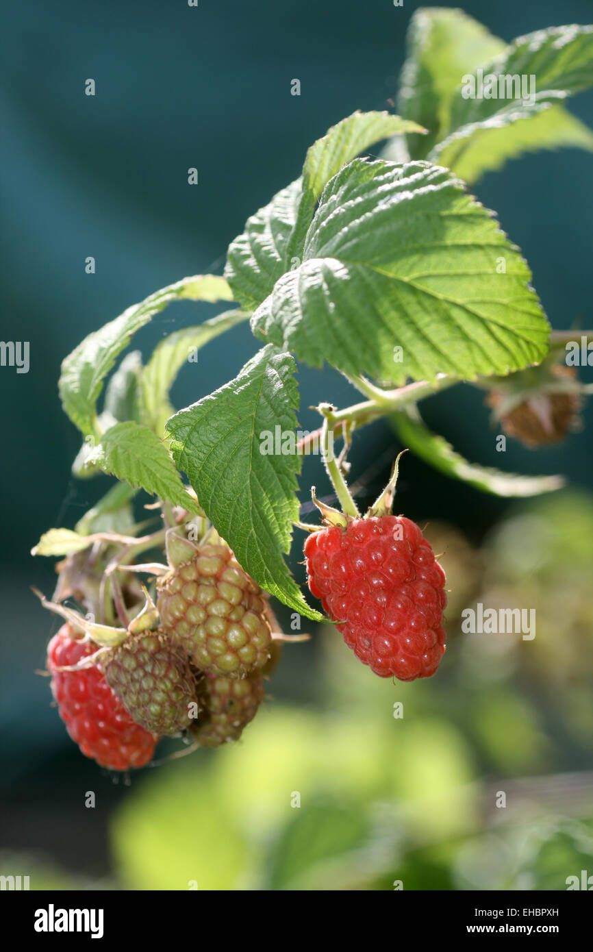 Beerenstrauch hi-res stock photography and images - Alamy