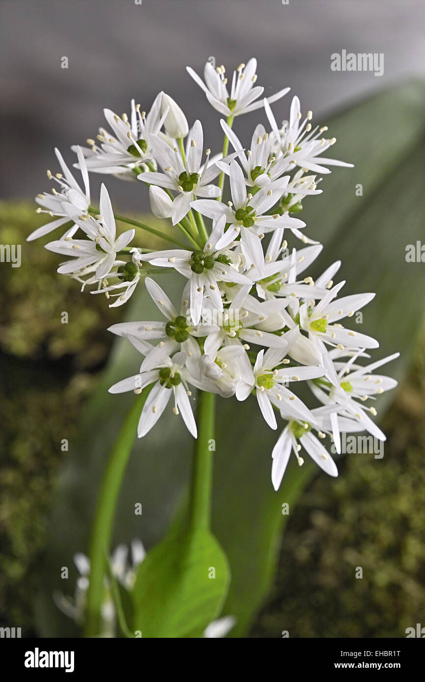 Wild garlic flowers Stock Photo Alamy