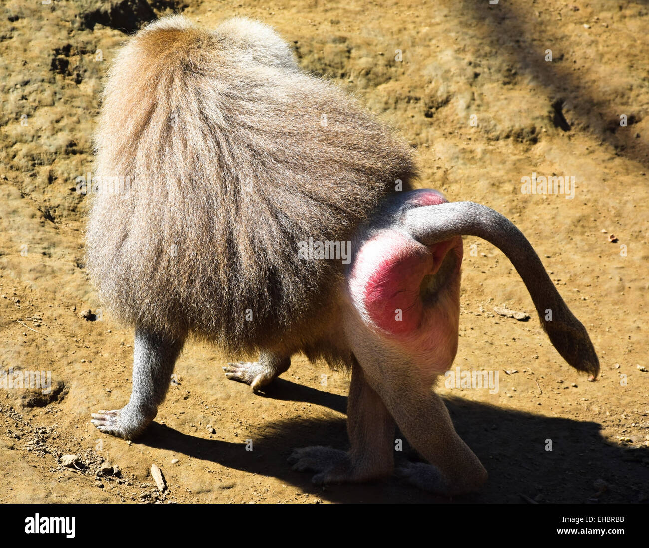 Baboon rear view Stock Photo - Alamy