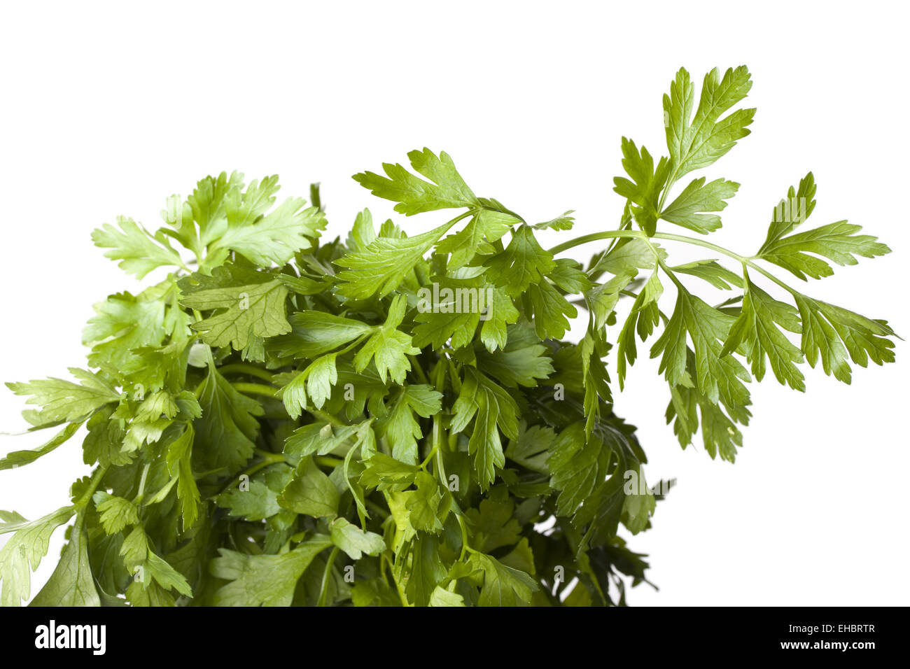 detail of a parsley plant Stock Photo