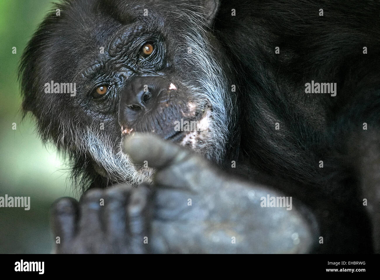 Chimpanzee Stock Photo