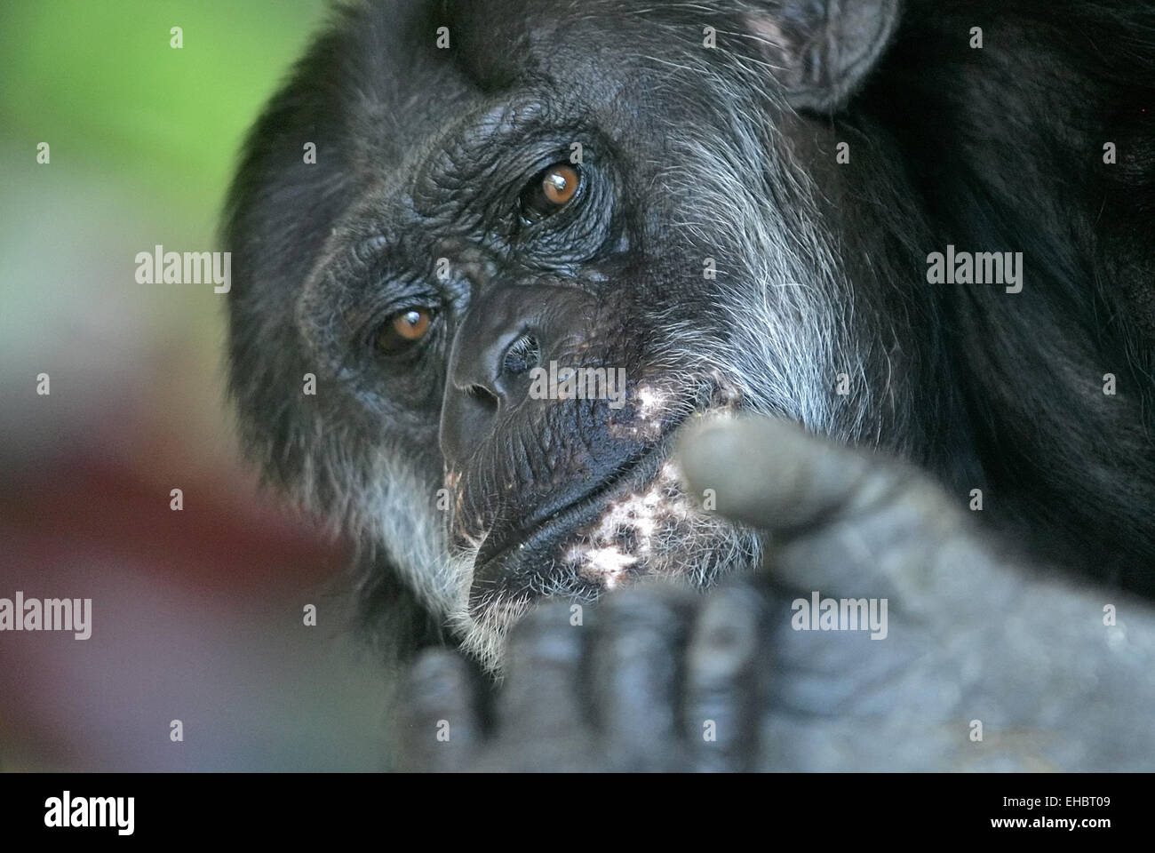 Chimpanzee Stock Photo