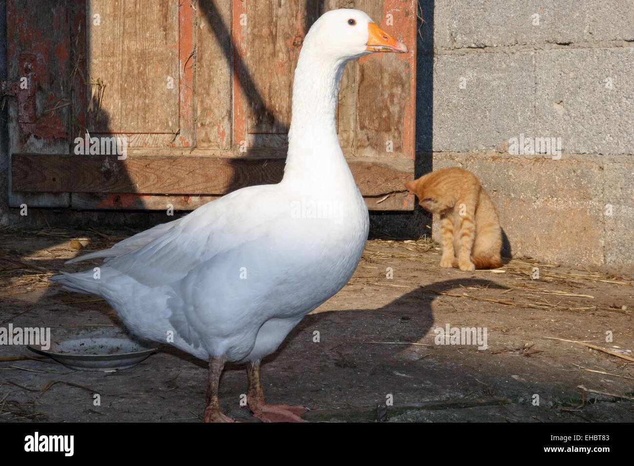 goose and kat Stock Photo
