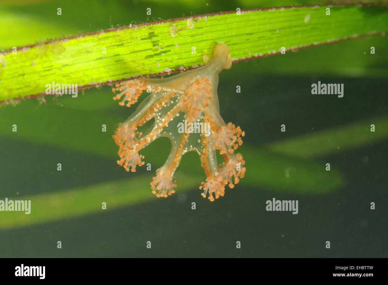 Sessile Jellyfish - Haliclystus salpinx Stock Photo