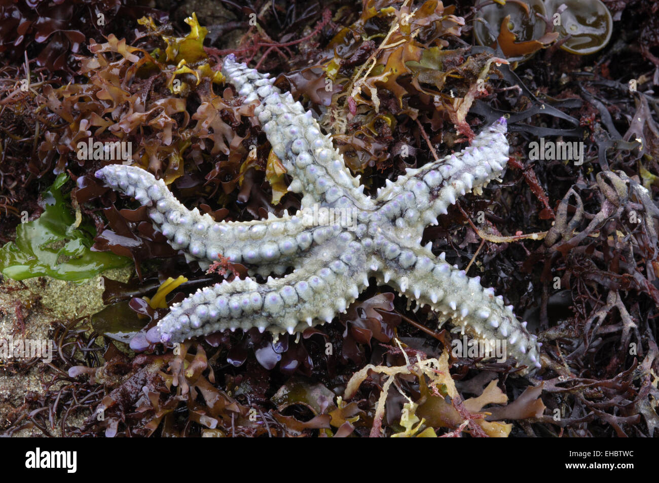 Spiny Starfish - Marthasterias glacialis Stock Photo