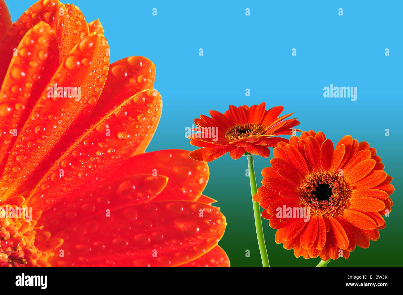 orange Flower water Stock Photo Alamy