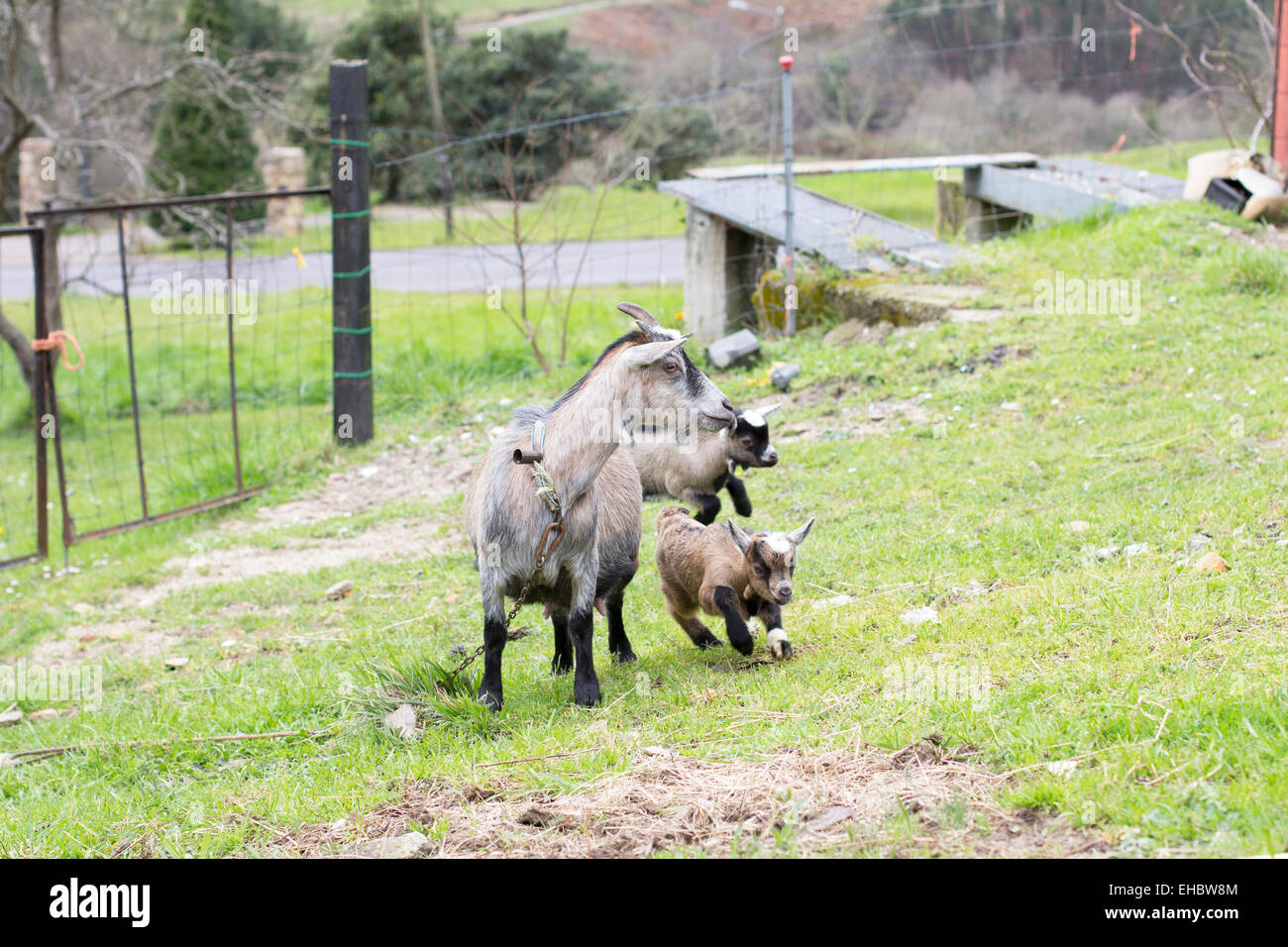 Baby goats are playing Stock Photo